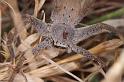 Holconia_ZZ306_D3432_Z_85_E. of Nuendah homestead_Australie
